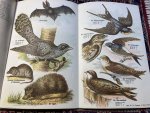 Samengesteld - DE VOGELENWET met afbeeldingen van de bij deze Wet en bij de Jachtwet beschermde Vogels Samengesteld - DE VOGELENWET met afbeeldingen van de bij deze Wet en bij de Jachtwet beschermde Vogels