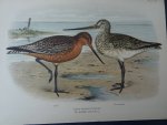 Oort, E.D. van. - Ornithologia Neerlandica. De vogels van Nederland. Oort, E.D. van. - Ornithologia Neerlandica. De vogels van Nederland.