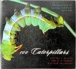 Jeffrey C. Miller ,  Daniel H. Janzen ,  Winifred Hallwachs - 100 Caterpillars Portraits from the Tropical Forests of Costa Rica