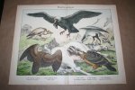  - Antieke kleurenlithografie - Roofvogels - Diverse soorten gieren