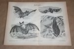 - Antieke prent - Diverse vleermuizen - Circa 1875