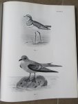 Anker, Jean - Bird Books and Bird Art