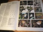 Mitchell & Young - Rare Birds of Britain and Europe - photographic handbook