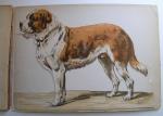 Stüven, W.S. (Rijksveearts te Amsterdam) - De Hond - zijn lichaamsbouw en zijne inwendige organen ......