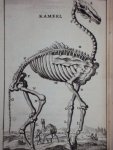 Cornelius van Dyk - Osteologia of nauwkeurige geraamt beschryving van verscheyde dieren Cornelius van Dyk - Osteologia of nauwkeurige geraamt beschryving van verscheyde dieren