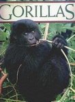 Sara Godwin 41641 - Gorillas