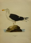 Wright, M. W. und F. von - Larus Marinus 3/10  Originele litho uit Svenska fåglar
