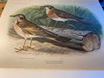 Oort, ED van & MA Koekoek - Ornithologia Neerlandica - De Vogels van Nederland