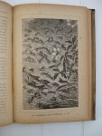 Cousin-Despréaux - Les Merveilles de la Nature et ses Harmonies Providentielles présentées à l'esprit et au coeur de la jeunesse.