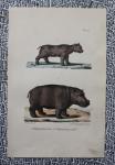 BUFFON et DAUBENTON, - nijlpaard, 1833, plaat 323