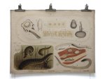 Ad. Lehmann - Bloedzuiger en parasiten original antique school poster 88x66 Cm. = 34,64 x 25,98 Inch.