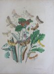 Berge - Originele litho nr. 34 uit Berge`s Schmetterlings-Buch