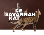 Cindy Schwering - De Savannah Kat