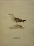 Wright, M. W. und F. von - Larus Marinus Lin. 1/4  Originele litho uit Svenska fåglar