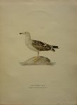 Wright, M. W. und F. von - Larus Marinus Lin. 1/4  Originele litho uit Svenska fåglar