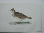 antique bird print. - Crested Lark. Antique bird print. (Kuifleeuwerik).