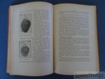 Denis van Dyck [Dijck] - Groenteteelt onder glas.