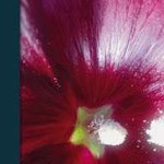 Rob Kemper - Bioresonantie als levenswerk