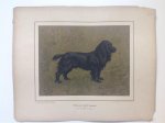 H. Sperling - lithograaf : Wilhelm Greve - (DECORATIEVE PRENT,  LITHO - DECORATIVE PRINT, LITHOGRAPH -) Rashond -  Zwarte fieldspaniël/ Black Field Spaniel Dog