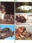 Snoek - Peteri Annette .. de turkse katten, de verzorging van een kat - De kat als huisdier .. keuze en de opvoeding van een jonge kat, de abessijn , de Siamees en het fokken van een siamees, en de schildpad perzen