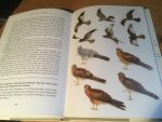 Clarke, Roger - Montagu's Harrier (Grauwe Kiekendief)