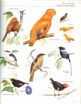 Perrins, Christopher M.  .. Met een voorwoord van Professor Karel H. Voous  Complete lijst van alle 9300 vogelsoorten van de wereld - Vogels  Geïllustreerde Encyclopedie van de vogels  Een compleet overzicht van alle vogelsoorten van de wereld