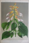 Pannemaeker, P. de - Originele chromolitho  Salvia M. issanchon