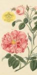 John Derian - John Derian Paper Goods: Everything Roses Notepad
