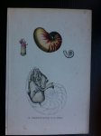  - Oude 19e eeuwse prent Schelpen, De Paarlenmoer-Nautilus en de Spirula