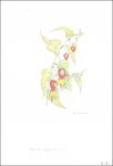 WEEMAES, MARGOT - Koninklijke Serres te Laken. Acht platen van Margot Weemaes met een historische, architecturale en botanische inleiding