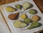  - map met 38 platen met afbeeldingen van  fruit met de hand ingekleurd, genummerd TAB.I. - TAB.XII, peren genummerd TAB.I. - TAB. VIII en van diversen waaronder bessen genummerd TAB.I - TAB.XIX