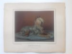 H. Sperling - lithograaf : Wilhelm Greve - (DECORATIEVE PRENT,  LITHO - DECORATIVE PRINT, LITHOGRAPH -) Rashond - Yorkshire Terrier Dog