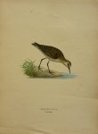 Wright, M. W. und F. von - Tringa Minuta Leisl. Originele litho uit Svenska fåglar
