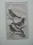 antique bird print. - Der Molucksche Jacobin. Der Jacobiner. Der Jacobin.