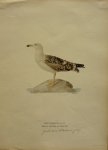 Wright, M. W. und F. von - Larus Marinus Lin. Originele litho uit Svenska fåglar
