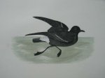 antique print (prent) - Stormy Petrel. Bird print. (stormvogel)