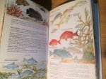 Stokes, FJ & CC - Collins Handguide to the Coral Reef Fishes of the Caribbean, including Florida, Bermuda and the Bahamas
