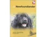 Onbekend - Newfoundlander Onbekend - Newfoundlander