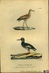 BUFFON et DAUBENTON - Oestervanger / Renvogel. Uit: Oeuvres complètes de Buffon suivies de ses continuateurs Daubenton, Lacépéde, Cuvier, Duméril, Poiret, lesson et Geoffroy-St-Hillaire