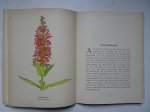 Siderius, K.. - Planten-typen. IV, Zomerbloemen en Sporeplanten.