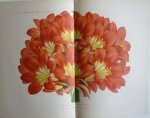 Pannemaeker, P. de - Originele chromolitho  Clivia miniata