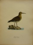 Wright, M. W. und F. von - Tringa Alpina Lin. Originele litho uit Svenska fåglar