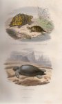 Cuvier, M.A.G. Desmarest - Histoire Naturelle de Lacépède comprenant les Cétacés, les Quadrupèdes Ovipares, les Serpents et les Poissons