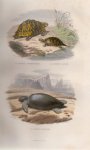 Cuvier, M.A.G. Desmarest - Histoire Naturelle de Lacépède comprenant les Cétacés, les Quadrupèdes Ovipares, les Serpents et les Poissons