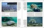 Braulik, Gill, Brownell, Robert, Jr., Castelblanco-Martinez, Nataly - Handbook of the Mammals of the World / Sea Mammals