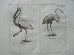 antique print (prent) - Lepelaar of Pelikaan. & Flammingo. (Flamingo).