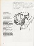 White Kay  Kate Williams J.M. Evans Co-auteur: Ad van der Snee - Zo krijg je een goed opgevoede Hond