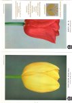  - Collection of 31 different tulip plates, supplied by the Dutch Associated Bulb Growers