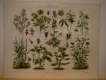 Oosthoek encyclopedie - Litho Giftige planten