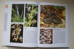Jezek - encyclopedie: Geillustreerde Orchideeen Encyclopedie informatieve tekst met vele honderden schitterende kleurenfoto's